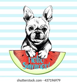 Vector hand drawn illustration of french bulldog dog eating the watermelon slice. Hello summer. Isolated on light blue strips. fresh fashion vibrant summer poster. 