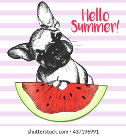 Vector hand drawn illustration of french bulldog puppy dog eating the watermelon slice. Hello summer. Isolated on rose strips. fresh fashion vibrant summer poster. 