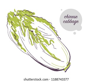 Vector hand drawn illustration of fresh raw chinese cabbage vegetable isolated on white background. Sketch style. Healthy food element. Good for menu, banner, packaging design etc.