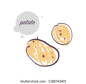 Vector hand drawn illustration of fresh raw potato vegetable isolated on white background. Sketch style. Healthy food element. Good for menu, banner, packaging design etc.