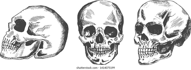 Vector hand drawn illustration of front, side and three quarters skull drawing in vintage engraved style. Isolated on white background.