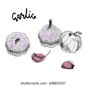 Vector hand drawn illustration with garlic on white background