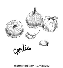 Vector hand drawn illustration with garlic on white background