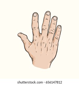 Vector hand drawn illustration of the hand gesture. Five fingers, the back of the hand