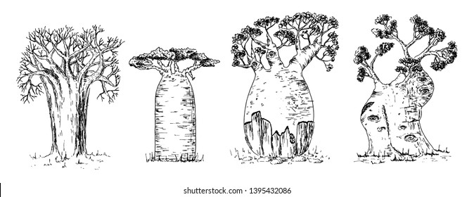 Vector hand drawn illustration of giant thick African savanna baobab trees set in vintage engraved style. Isolated on white background.