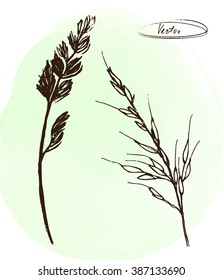 vector hand drawn illustration of grain plants on watercolor background