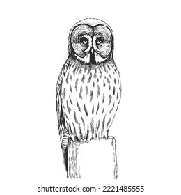 Vector hand drawn illustration with Great Gray Owl isolated on white. Sketch with wild bird in engraving style.