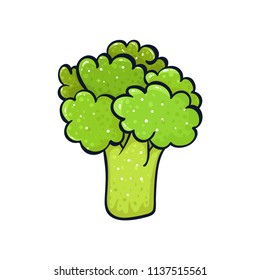 Vector hand drawn illustration of a green broccoli.  Coloful cartoon  icon. Food art for print, web, mobile and infographics. Isolated on white background element.