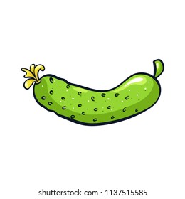 Vector hand drawn illustration of a green cucumber. Coloful cartoon icon. Food art for print, web, mobile and infographics. Isolated on white background element.