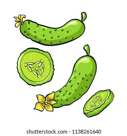 Vector hand drawn illustration of green cucumber. Coloful cartoon icon. Food art for print, web, mobile and infographics. Isolated on white background element. Set
