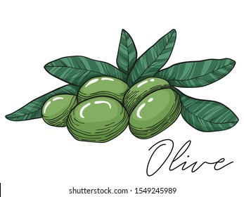 Vector hand drawn illustration green olives and leaves isolated on white background. Compocition with green heandful of linocut olives and leaf