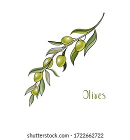 Vector hand drawn illustration of  green olive branch isolated on white background. Design for olive oil, health care products, organic natural cosmetics.