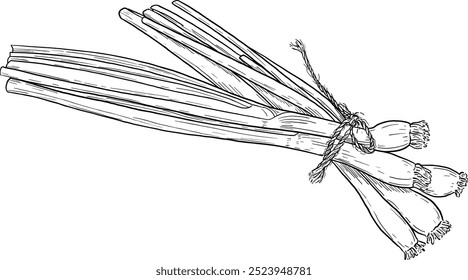 Ilustração de cebola verde desenhada à mão. Ervas aromáticas e especiarias. Elemento botânico moderno. Esboço ervas cosméticas. Arte em linha culinária.
