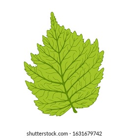 Vector hand drawn illustration of hazelnut leaf isolated on white background