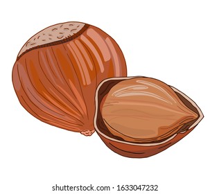 Vector hand drawn illustration of hazelnuts with nutshell isolated on white background. Design for farmer market logo or chocolate packing