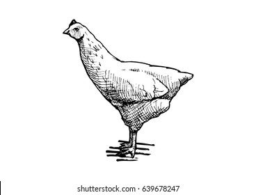 Vector hand drawn illustration of hen in vintage engraved style. Black and white, isolated on white. 