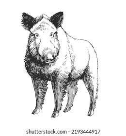 Vector hand drawn illustration of hog isolated on white. Sketch of forest animal in engraving style.
