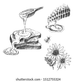 vector hand drawn illustration of honey. sketch of honeycomb, flower, bee. flat lay ink doodle of sweet elements. restaurant design template
