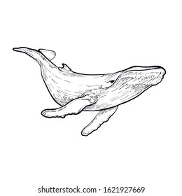 Vector hand drawn illustration of humpback whale. Sketch detailed engraving style