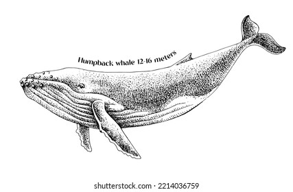 Vector hand drawn illustration of humpback whale.