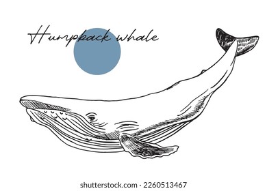 Vector hand drawn illustration of humpback whale. Sketch detailed engraving style