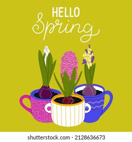 Ilustración dibujada a mano vectora con flores de jacinto en tazas tiernas y frase con letras Hola primavera. Diseño para postales, impresiones, tazas