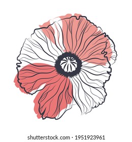 Ilustración dibujada a mano por vectores. amapola aislada para imprimir, cubrir, afiche.