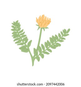 ‌‌‌‌Astragalus. Vector hand drawn illustration. Isolated on white background.