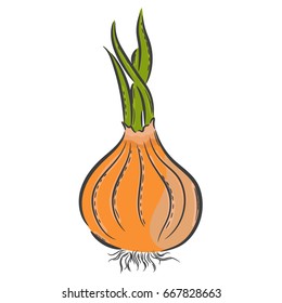 Vector hand drawn illustration. Isolated onion. Detailed vegetarian food drawing. Farm market product.