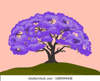 Vector hand drawn illustration of Jacaranda mimosifolia. South american tree with purple flowers. Single plant growing and blooming