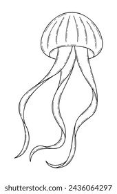 Vector hand drawn illustration of jellyfish in outline style isolated on white background