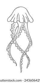 Vector hand drawn illustration of jellyfish in outline style isolated on white background