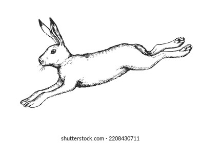 Vector hand drawn illustration of jumping hare in engraving style. Sketch of running forest animal isolated on white.