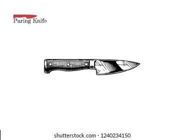 Vector hand drawn illustration of Kitchen paring knife, also known as a bird's beak knives in vintage engraved style. Isolated on white background. 
