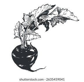 Vector hand drawn illustration of kohlrabi. Healthy vegetable in engraving style. Detailed ink drawing of cabbage. Farmer's market product. Root vegetable with leaves for menu, label, icon.