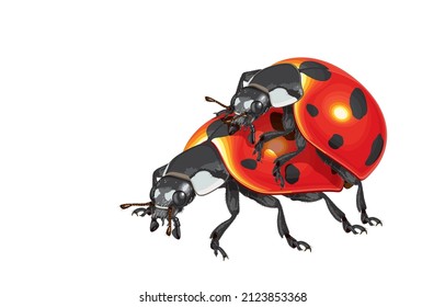 Ilustración dibujada a mano vectorial de ladybird de los géneros coccinellidae apareamiento par hermosos ladybugs mate,pareja de escarabajos,en blanco,Naturaleza de pequeños insectos con pequeños puntos negros en las alas.