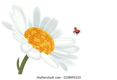 Vector hand drawn illustration of ladybird of coccinellidae genera,lady beetles flying over white daisies flowers,full wings of ladybugs taking flight,on white,insects with black dots on curved wings.