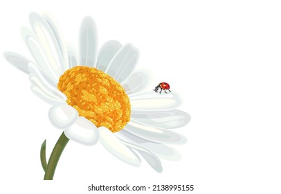 Vector hand drawn illustration of ladybird of coccinellidae genera,lady beetles on white daisies flowers,resting on chamomile,isolated on white ,Small insects with tiny black dots on curved wings.