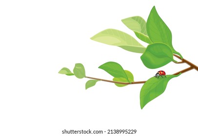 Vector hand drawn illustration of ladybird of coccinellidae genera,lady beetles on branches,resting on tree,isolated on white background,Nature of small insects with tiny black dots on curved wings.