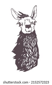 Vector hand drawn illustration of lama head. Funny animal portrait.