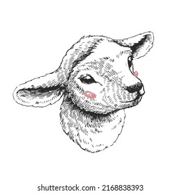 Vector Hand Drawn Illustration Of Lamb. Sketch Of Cute Animal