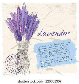 vector hand drawn illustration of lavender on paint background