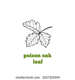 Vector hand drawn illustration of leaf of Poison oak, toxic plant, vintage style line drawing. 