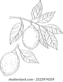 Vector hand drawn illustration of Lemon. Garden fruits, leaves and branches. Trendy botanical element. Sketch cosmetic line art. Citrus fragrances, flavors.