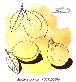 vector hand drawn illustration of lemon