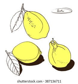 vector hand drawn illustration of lemon