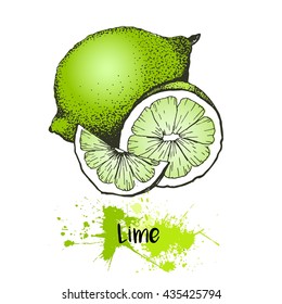 Vector hand drawn illustration of lemon or lime fruit. Green color summer fresh citrus fruit isolated on white background. For cocktail, smoothie, desserts and salads.