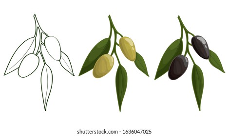 Vector hand drawn illustration of line, green and black olive branches isolated on white background. Design for olive, natural and organic products