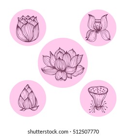 Vector hand drawn illustration with lotus flowers. Realistic element for design.