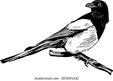 the vector hand drawn illustration of the magpie on white background